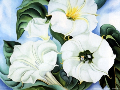 O Keeffe - Jimsonweed
