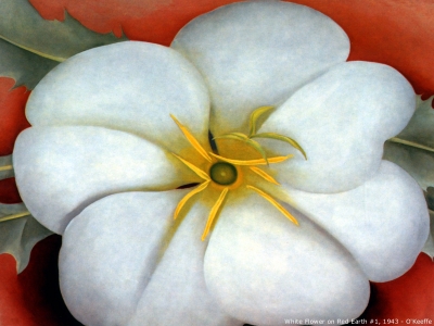 O Keeffe - White Flower on Red Earth
