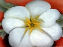 O_Keeffe_-_White_Flower_on_Red_Earth.jpg