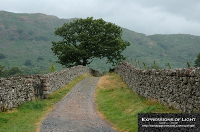 Boot-Eskdale-Valley-Tree-Hollinghead-Bank-0001C.jpg