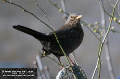 ExpoLight-Branston-Bird-Winter-2008-0001C_28Sample_Proof-Photography29.jpg