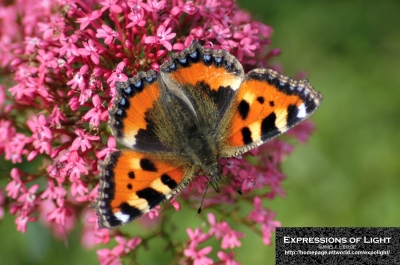 ExpoLight-Branston-Butterfly-Summer-2008-0001C_28Sample_Proof-Photography29.jpg