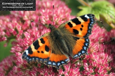 ExpoLight-Branston-Butterfly-Summer-2008-0002C_28Sample_Proof-Photography29.jpg