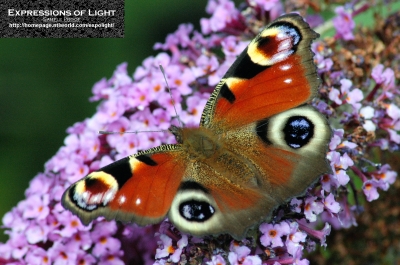 ExpoLight-Branston-Butterfly-Summer-2008-0028C_28Sample_Proof-Photography29.jpg