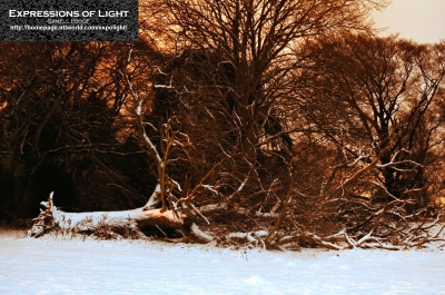 ExpoLight-Branston-Hall-Park-Moonlit-Night-Winter-0029C_28Sample_Proof-Photography29.jpg