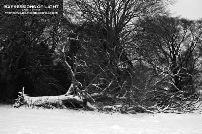 ExpoLight-Branston-Hall-Park-Moonlit-Night-Winter-0030M_28Sample_Proof-Photography29.jpg