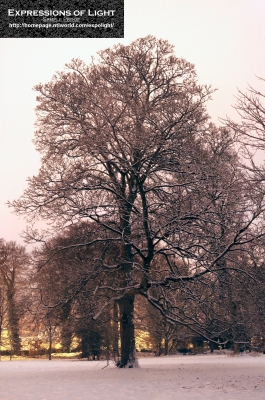 ExpoLight-Branston-Hall-Park-Moonlit-Night-Winter-0037C_28Sample_Proof-Photography29.jpg