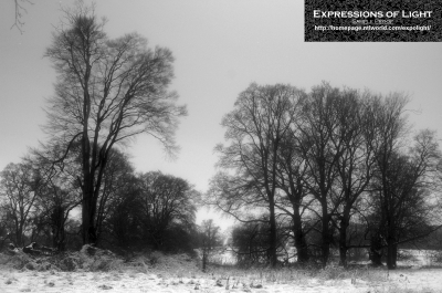 ExpoLight-Branston-Hall-Park-Moonlit-Night-Winter-0050M_28Sample_Proof-Photography29.jpg