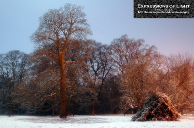 ExpoLight-Branston-Hall-Park-Moonlit-Night-Winter-0053C_28Sample_Proof-Photography29.jpg