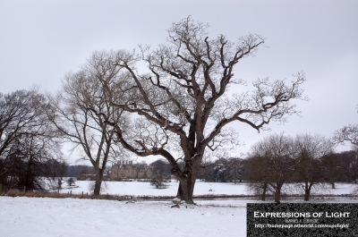 ExpoLight-Branston-Hall-Park-Spring-0064C_28Sample_Proof-Photography29.jpg