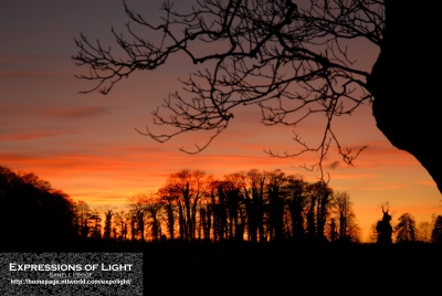 ExpoLight-Branston-Hall-Park-Sunset-Winter-0045C_28Sample_Proof-Photography29.jpg