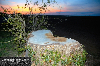 ExpoLight-Branston-Lincoln-Road-Tree-Stump-Summer-2008-0001C_28Sample_Proof-Photography29.jpg