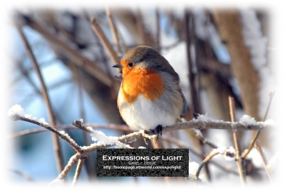 ExpoLight-Card-Lincoln-Birchwood-Bird-Winter-0003C_28Sample_Proof-Photography29.jpg