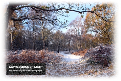 ExpoLight-Card-Lincoln-Birchwood-Nature-Park-Winter-0001C_28Sample_Proof-Photography29.jpg