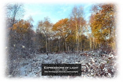 ExpoLight-Card-Lincoln-Birchwood-Nature-Park-Winter-0007C_28Sample_Proof-Photography29.jpg