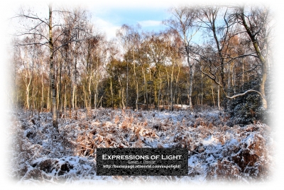 ExpoLight-Card-Lincoln-Birchwood-Nature-Park-Winter-0019C_28Sample_Proof-Photography29.jpg