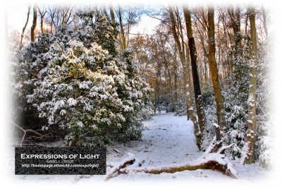 ExpoLight-Card-Lincoln-Birchwood-Nature-Park-Winter-0031C_28Sample_Proof-Photography29.jpg