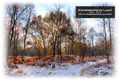 ExpoLight-Card-Lincoln-Birchwood-Nature-Park-Winter-0045C_28Sample_Proof-Photography29.jpg