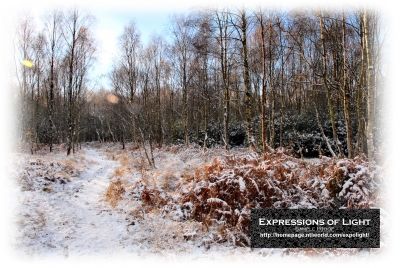 ExpoLight-Card-Lincoln-Birchwood-Nature-Park-Winter-0051C_28Sample_Proof-Photography29.jpg