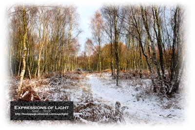 ExpoLight-Card-Lincoln-Birchwood-Nature-Park-Winter-0057C_28Sample_Proof-Photography29.jpg