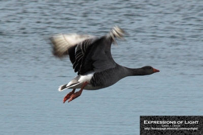 ExpoLight-Far-Ings-Bird-On-The-Wing-0004C_28Sample_Proofs-Photography29.jpg