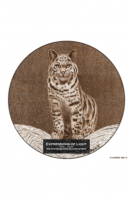 ExpoLight-Graphic-Arts-Bobcat-0001S_28Sample_Proof-Artwork29.jpg