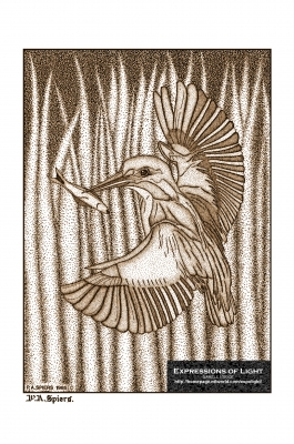 ExpoLight-Graphic-Arts-Kingfisher-0001S_28Sample_Proof-Artwork29.jpg