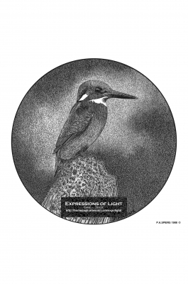 ExpoLight-Graphic-Arts-Kingfisher-0002M_28Sample_Proof-Artwork29.jpg