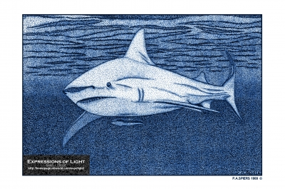 ExpoLight-Graphic-Arts-Shark-0001S_28Sample_Proof-Artwork29.jpg