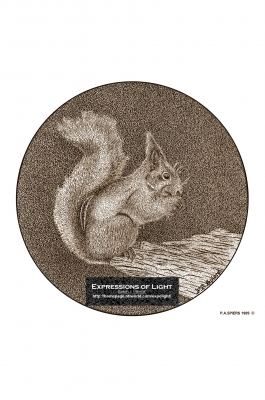 ExpoLight-Graphic-Arts-Squirrel-0001S_28Sample_Proof-Artwork29.jpg