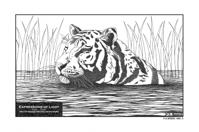 ExpoLight-Graphic-Arts-Tiger-0002M_28Sample_Proof-Artwork29.jpg