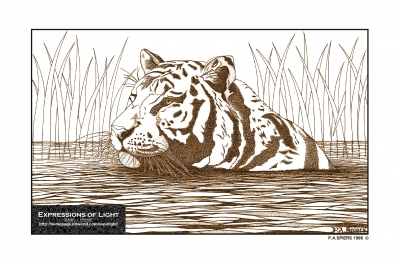 ExpoLight-Graphic-Arts-Tiger-0002S_28Sample_Proof-Artwork29.jpg