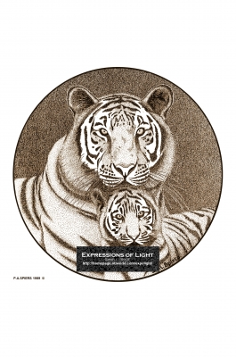 ExpoLight-Graphic-Arts-Tiger-0003S_28Sample_Proof-Artwork29.jpg