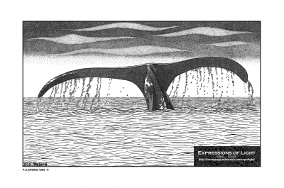 ExpoLight-Graphic-Arts-Whale-0002M_28Sample_Proof-Artwork29.jpg