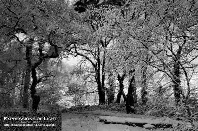 ExpoLight-Lincoln-Boultham-Moor-Winter-0014M_28Sample_Proof-Photography29.jpg