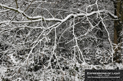 ExpoLight-Lincoln-Boultham-Tree-Branches-Winter-0001C_28Sample_Proof-Photography29.jpg