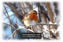 ExpoLight-Card-Lincoln-Birchwood-Bird-Winter-0002C_28Sample_Proof-Photography29.jpg