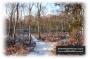 ExpoLight-Card-Lincoln-Birchwood-Nature-Park-Winter-0013C_28Sample_Proof-Photography29.jpg