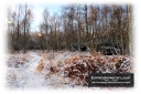 ExpoLight-Card-Lincoln-Birchwood-Nature-Park-Winter-0051C_28Sample_Proof-Photography29.jpg