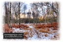 ExpoLight-Card-Lincoln-Birchwood-Nature-Park-Winter-0075C_28Sample_Proof-Photography29.jpg