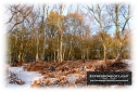 ExpoLight-Card-Lincoln-Birchwood-Nature-Park-Winter-0095C_28Sample_Proof-Photography29.jpg