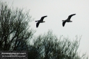 ExpoLight-Far-Ings-Birds-On-The-Wing-0002C_28Sample_Proofs-Photography29.jpg