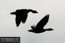 ExpoLight-Far-Ings-Birds-On-The-Wing-0003C_28Sample_Proofs-Photography29.jpg