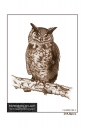 ExpoLight-Graphic-Arts-Owl-0001S_28Sample_Proof-Artwork29.jpg