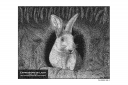 ExpoLight-Graphic-Arts-Rabbit-0001M_28Sample_Proof-Artwork29.jpg