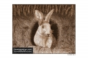 ExpoLight-Graphic-Arts-Rabbit-0001S_28Sample_Proof-Artwork29.jpg