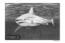 ExpoLight-Graphic-Arts-Shark-0001M_28Sample_Proof-Artwork29.jpg