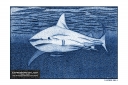 ExpoLight-Graphic-Arts-Shark-0001S_28Sample_Proof-Artwork29.jpg