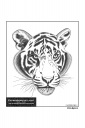 ExpoLight-Graphic-Arts-Tiger-0001M_28Sample_Proof-Artwork29.jpg